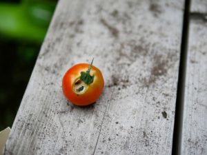 トマトの果実に穴が空く